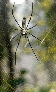 suoi-nhac-quang-trung-dan-violon-to-nhen (5)